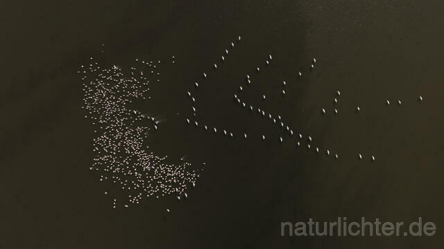 R14268 Rosapelikane beim Fischen, Donaudelta, Luftaufnahme, Great White Pelican fishing, Danube Delta, Aerial photo - Christoph Robiller
