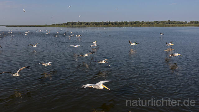 R14269 Rosapelikane beim Fischen, Donaudelta, Luftaufnahme, Great White Pelican fishing, Danube Delta, Aerial photo - Christoph Robiller