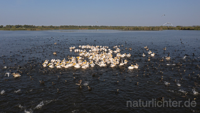 R14270 Rosapelikane beim Fischen, Donaudelta, Luftaufnahme, Great White Pelican fishing, Danube Delta, Aerial photo - Christoph Robiller