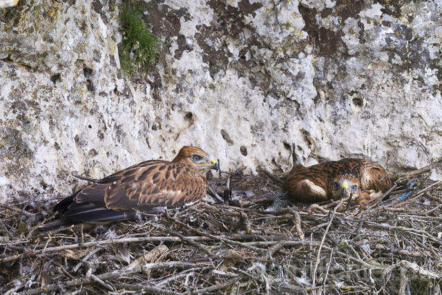 R14311 Adlerbussard, Jungvogel im Horst, Long-legged Buzzard juvenile at nest