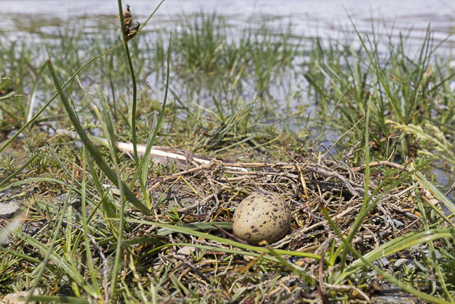 R14335 Flussseeschwalbe, Nest, Gelege, Common tern - Christoph Robiller
