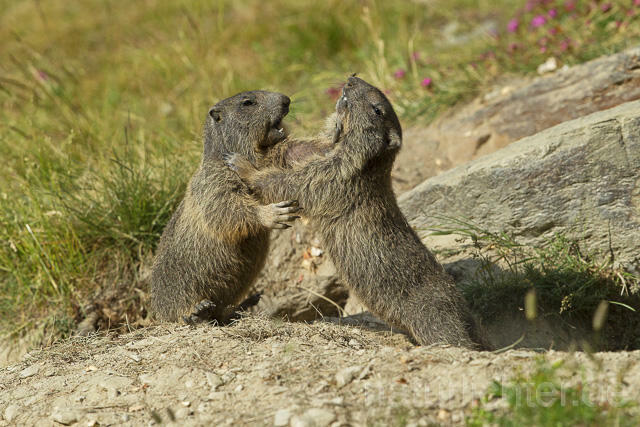 R14366 Kämpfende Alpenmurmeltiere, Jungtiere, juvenile Alpine marmot fighting - Christoph Robiller