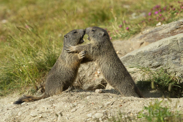 R14367 Kämpfende Alpenmurmeltiere, Jungtiere, juvenile Alpine marmot fighting - Christoph Robiller