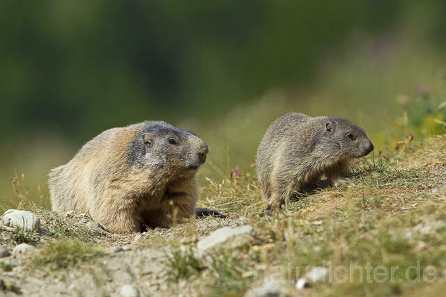 R14370 Alpenmurmeltiere mit Jungtier, juvenile Alpine marmot - Christoph Robiller