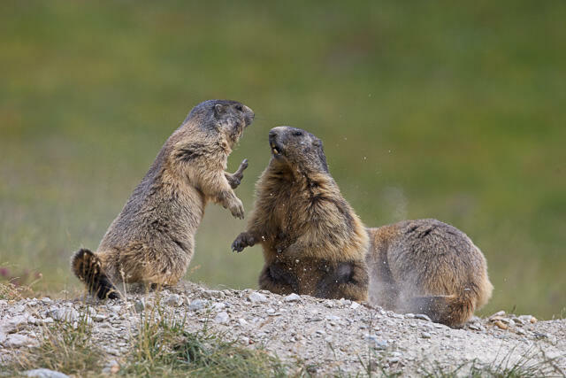 R14374 Kämpfende Alpenmurmeltiere, Alpine marmot fighting - Christoph Robiller