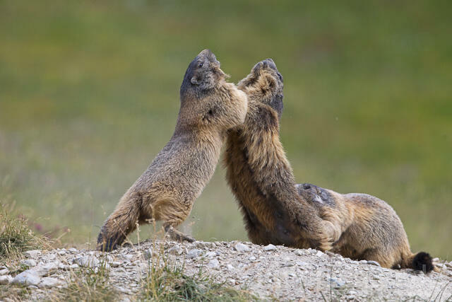 R14375 Kämpfende Alpenmurmeltiere, Alpine marmot fighting - Christoph Robiller
