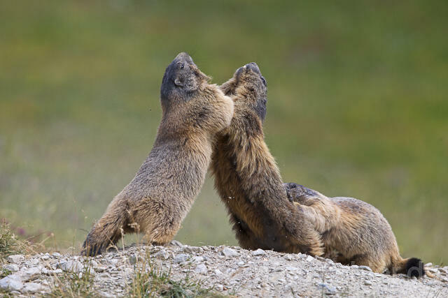 R14376 Kämpfende Alpenmurmeltiere, Alpine marmot fighting - Christoph Robiller