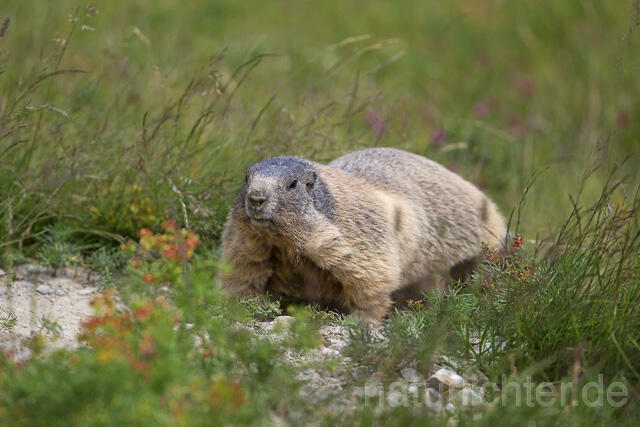 R14378 Alpenmurmeltier, Alpine marmot - Christoph Robiller