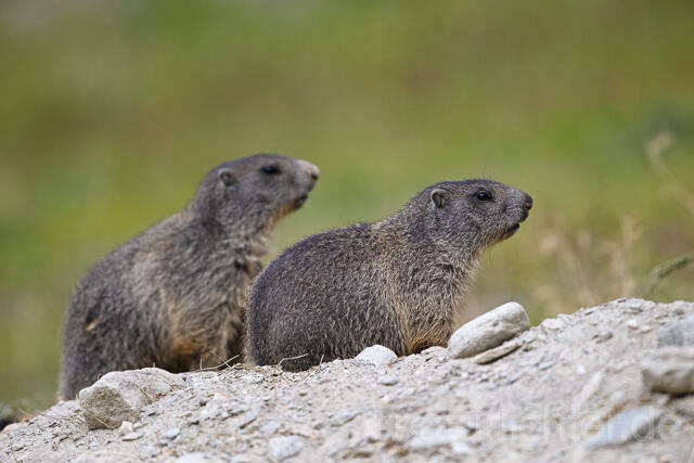 R14388 Alpenmurmeltier, Jungtiere, juvenile Alpine marmot - Christoph Robiller