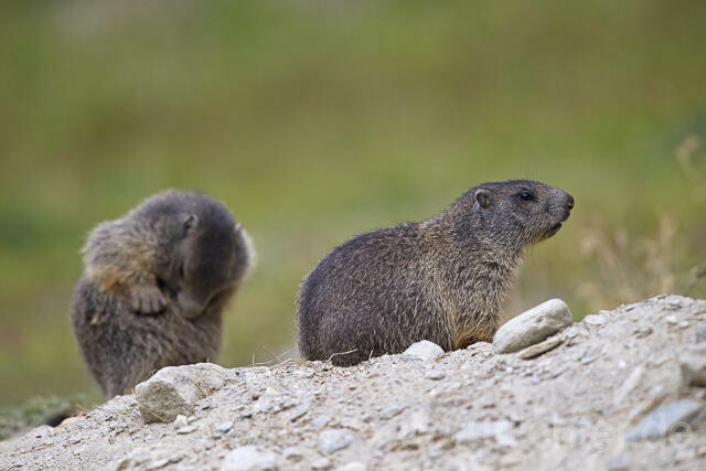 R14389 Alpenmurmeltier, Jungtiere, juvenile Alpine marmot - Christoph Robiller