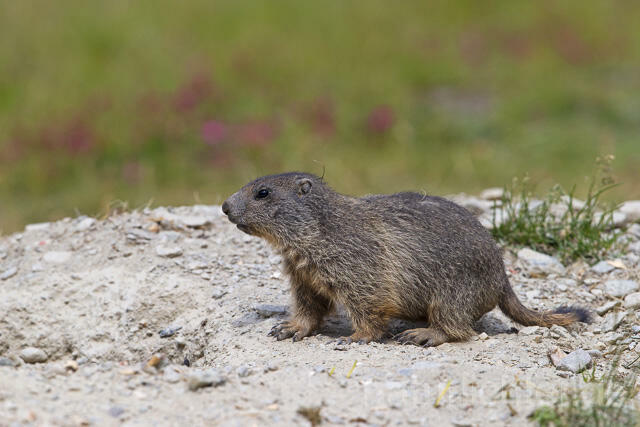 R14392 Alpenmurmeltier, Jungtiere, juvenile Alpine marmot - Christoph Robiller