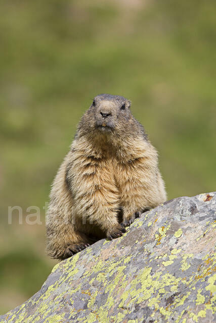 R14401 Alpenmurmeltier, Alpine marmot - Christoph Robiller