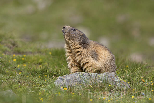 R14402 Alpenmurmeltier, Alpine marmot - Christoph Robiller
