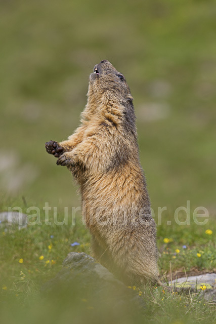 R14404 Alpenmurmeltier, Alpine marmot - Christoph Robiller