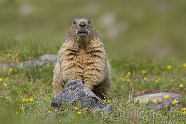 R14405 Alpenmurmeltier, Alpine marmot - Christoph Robiller