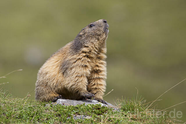 R14411 Alpenmurmeltier, Alpine marmot - Christoph Robiller