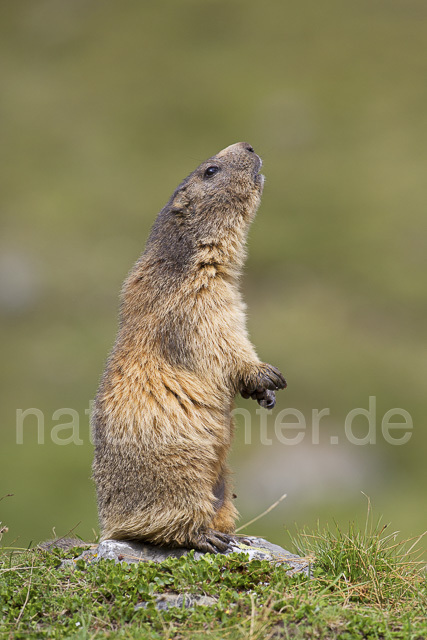 R14412 Alpenmurmeltier, Alpine marmot - Christoph Robiller