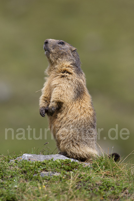 R14413 Alpenmurmeltier, Alpine marmot - Christoph Robiller