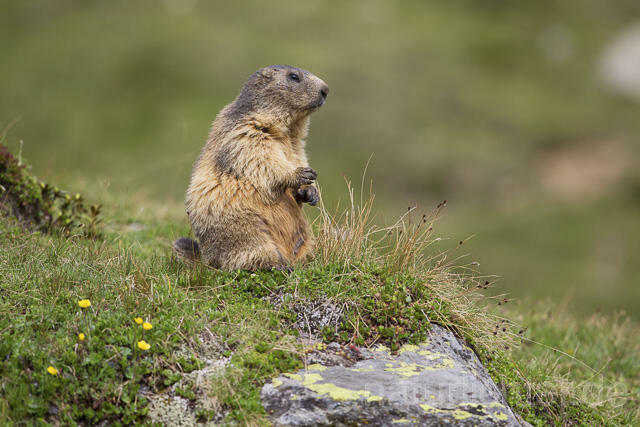 R14416 Alpenmurmeltier, Alpine marmot - Christoph Robiller