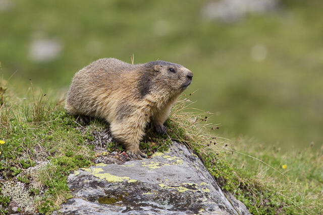 R14419 Alpenmurmeltier, Alpine marmot - Christoph Robiller