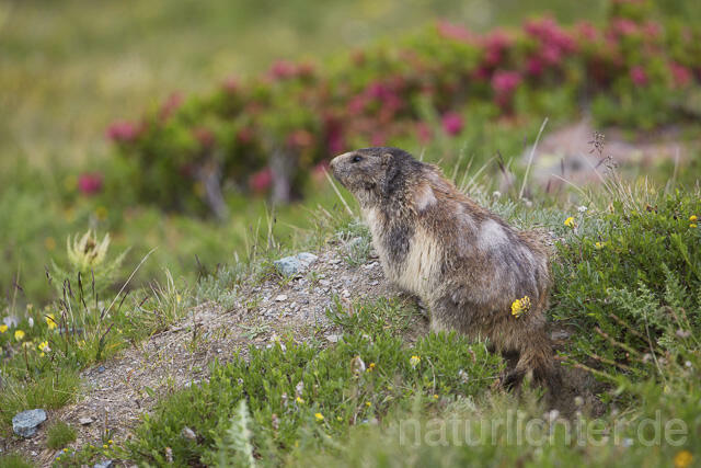 R14424 Alpenmurmeltier, Alpine marmot - Christoph Robiller
