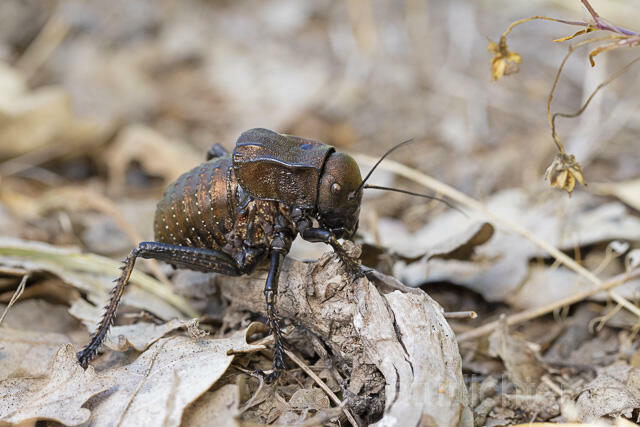 R14435 Bradyporus dasypus, Kupferpanzerschrecke, Männchen, Rumänien, Bronze Glandular Bush-cricket, male, Romania