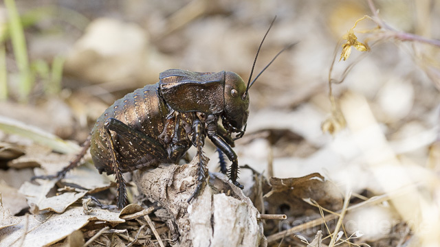 R14436 Bradyporus dasypus, Kupferpanzerschrecke, Männchen, Rumänien, Bronze Glandular Bush-cricket, male, Romania - Christoph Robiller