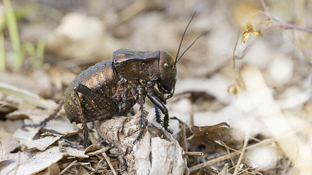 R14436 Bradyporus dasypus, Kupferpanzerschrecke, Männchen, Rumänien, Bronze Glandular Bush-cricket, male, Romania