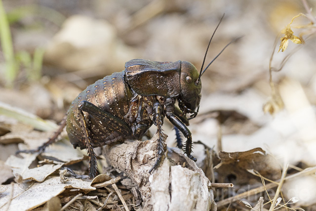 R14437 Bradyporus dasypus, Kupferpanzerschrecke, Männchen, Rumänien, Bronze Glandular Bush-cricket, male, Romania - Christoph Robiller
