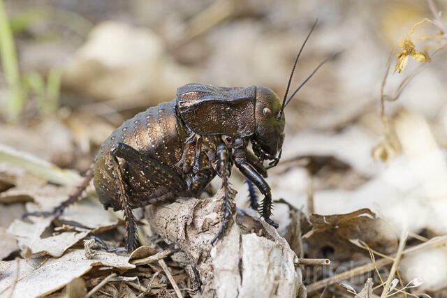 R14437 Bradyporus dasypus, Kupferpanzerschrecke, Männchen, Rumänien, Bronze Glandular Bush-cricket, male, Romania