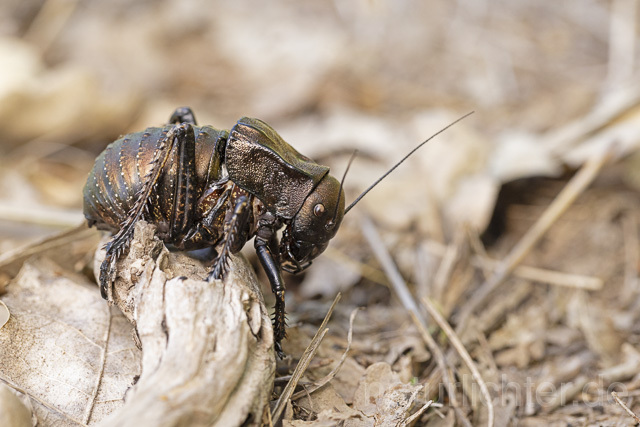 R14438 Bradyporus dasypus, Kupferpanzerschrecke, Männchen, Rumänien, Bronze Glandular Bush-cricket, male, Romania - Christoph Robiller
