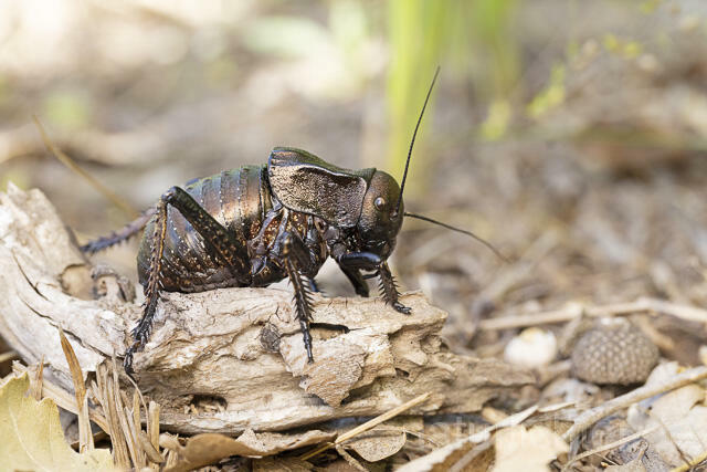 R14439 Bradyporus dasypus, Kupferpanzerschrecke, Männchen, Rumänien, Bronze Glandular Bush-cricket, male, Romania - Christoph Robiller