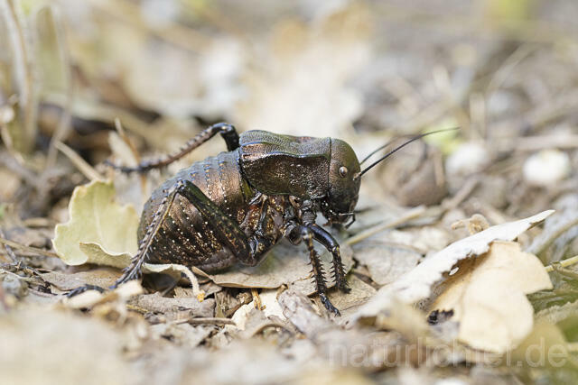 R14440 Bradyporus dasypus, Kupferpanzerschrecke, Männchen, Rumänien, Bronze Glandular Bush-cricket, male, Romania - Christoph Robiller
