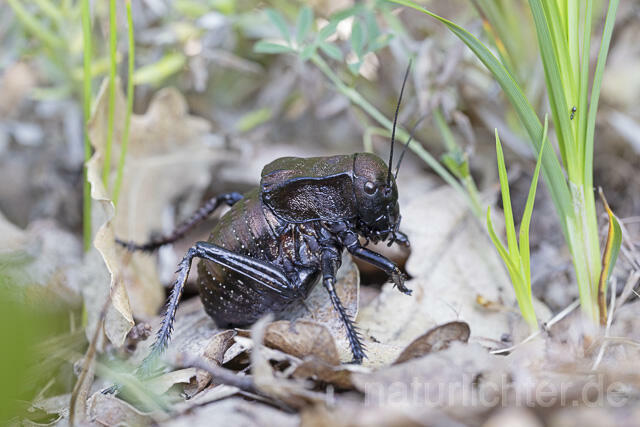 R14441 Bradyporus dasypus, Kupferpanzerschrecke, Männchen, Rumänien, Bronze Glandular Bush-cricket, male, Romania