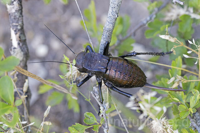 R14442 Bradyporus dasypus, Kupferpanzerschrecke, Weibchen, Rumänien, Bronze Glandular Bush-cricket, female, Romania