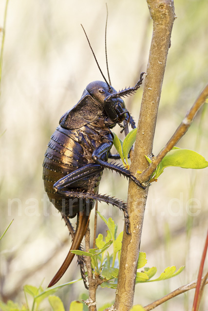 R14443 Bradyporus dasypus, Kupferpanzerschrecke, Weibchen, Rumänien, Bronze Glandular Bush-cricket, female, Romania - Christoph Robiller