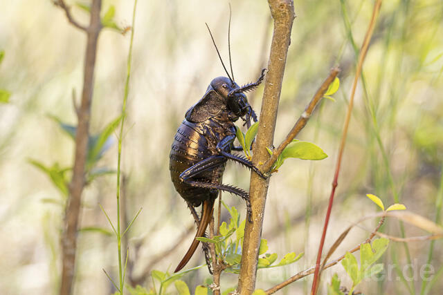 R14444 Bradyporus dasypus, Kupferpanzerschrecke, Weibchen, Rumänien, Bronze Glandular Bush-cricket, female, Romania