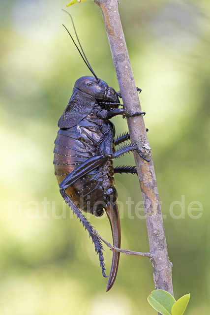 R14447 Bradyporus dasypus, Kupferpanzerschrecke, Weibchen, Rumänien, Bronze Glandular Bush-cricket, female, Romania - Christoph Robiller