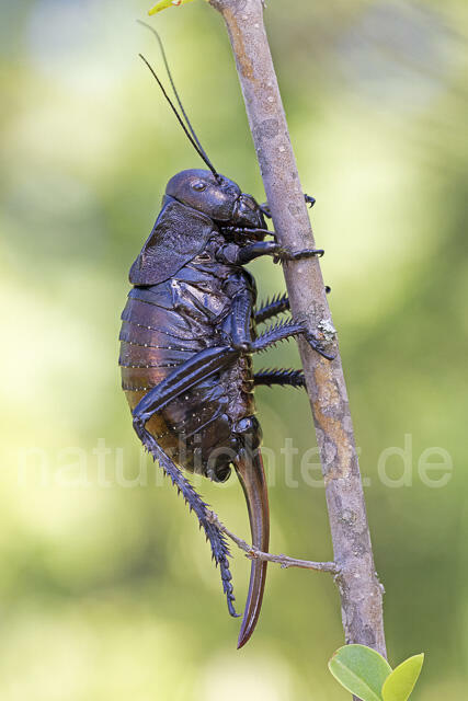 R14447 Bradyporus dasypus, Kupferpanzerschrecke, Weibchen, Rumänien, Bronze Glandular Bush-cricket, female, Romania