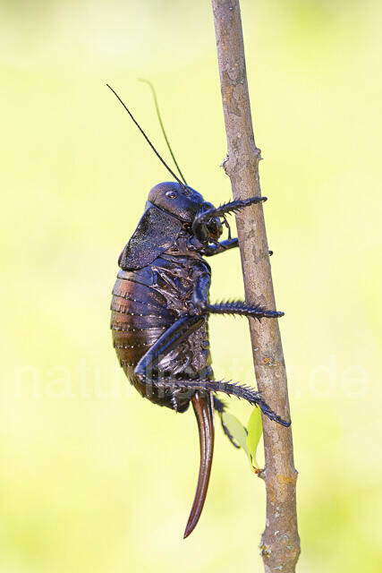 R14448 Bradyporus dasypus, Kupferpanzerschrecke, Weibchen, Rumänien, Bronze Glandular Bush-cricket, female, Romania
