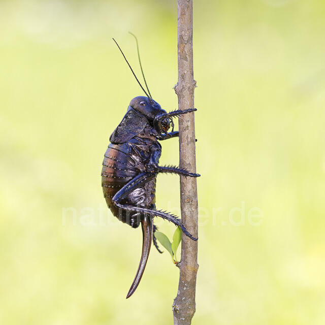 R14450 Bradyporus dasypus, Kupferpanzerschrecke, Weibchen, Rumänien, Bronze Glandular Bush-cricket, female, Romania