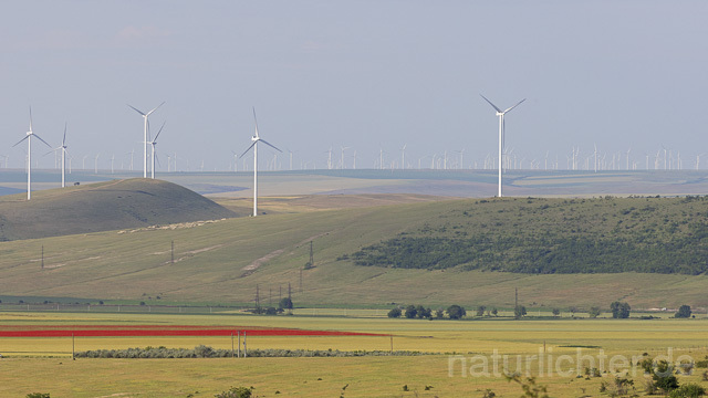 R14429 Windkraft, Windräder, Dobrudscha, Rumänien - Christoph Robiller
