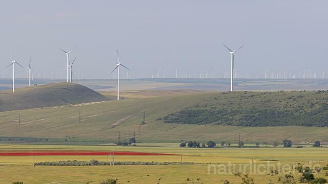 R14429 Windkraft, Windräder, Dobrudscha, Rumänien - Christoph Robiller