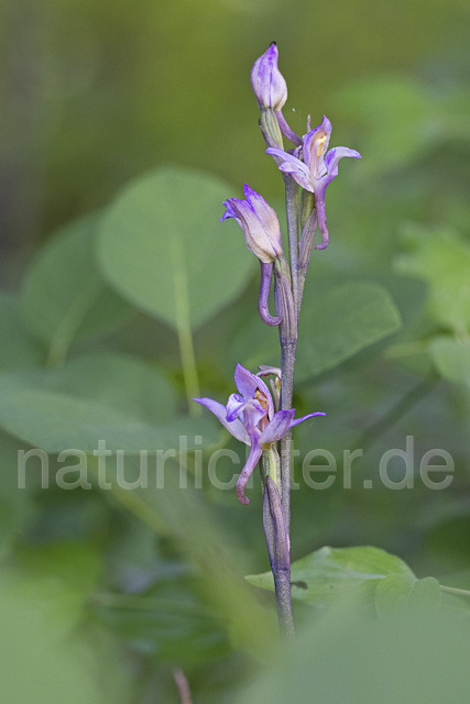 R14431 Violetter Dingel, Limodorum abortivum, Dobrudscha, Rumänien, Romani - Christoph Robiller