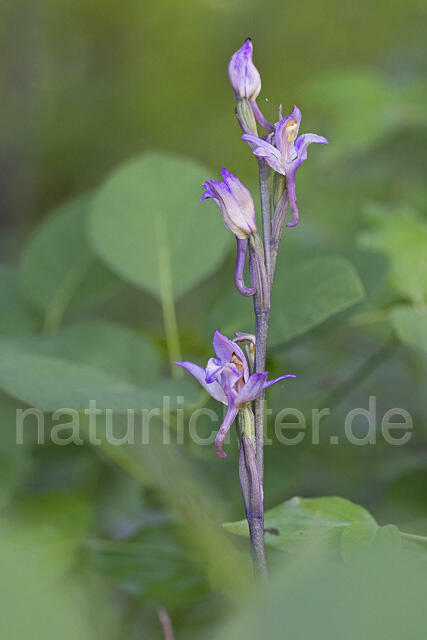 R14431 Violetter Dingel, Limodorum abortivum, Dobrudscha, Rumänien, Romani