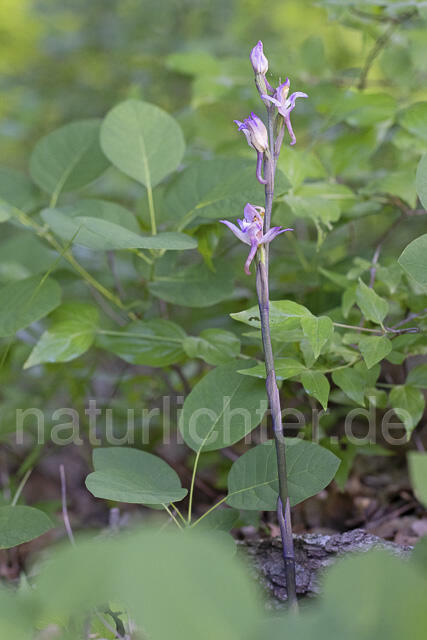 R14433 Violetter Dingel, Limodorum abortivum, Dobrudscha, Rumänien, Romani