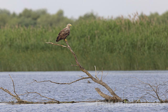 R14456 Seeadler, Donaudelta, White-tailed Eagle - Christoph Robiller