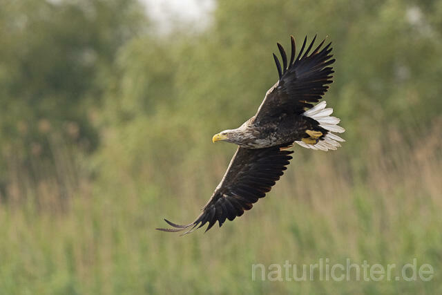 R14461  Seeadler im Flug, Donaudelta, White-tailed Eagle flying - Christoph Robiller