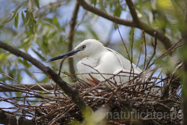 R14551 Seidenreiher auf Nest, Donaudelta, Little Egret at nest, Danube Delta - Christoph Robiller