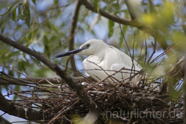 R14552 Seidenreiher auf Nest, Donaudelta, Little Egret at nest, Danube Delta - Christoph Robiller